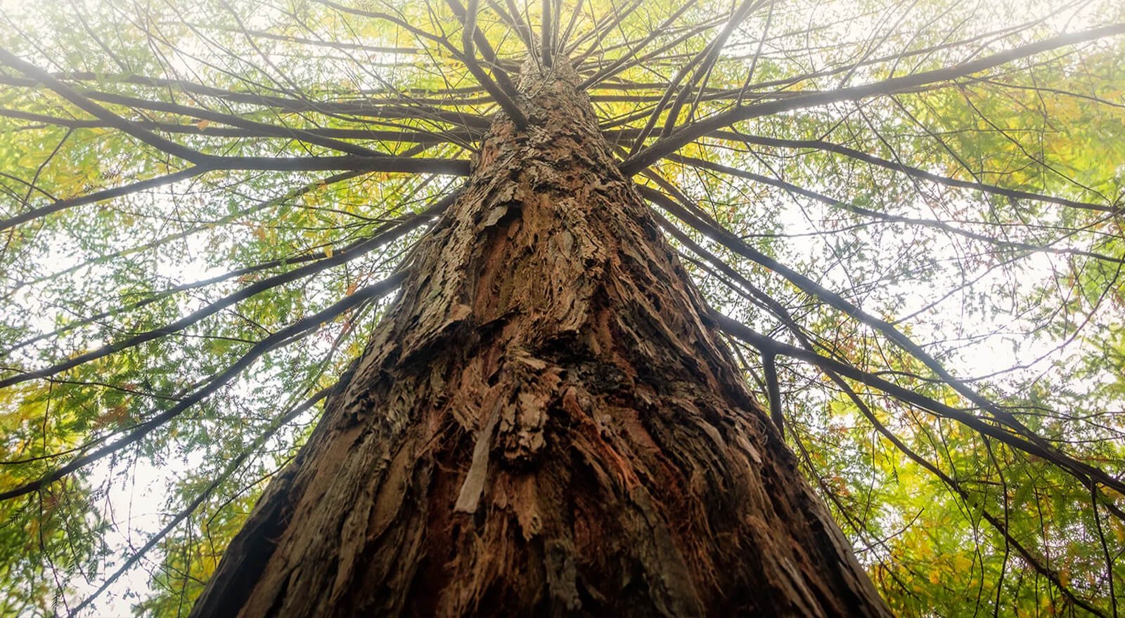 Curso de Facilitadores de Constelações